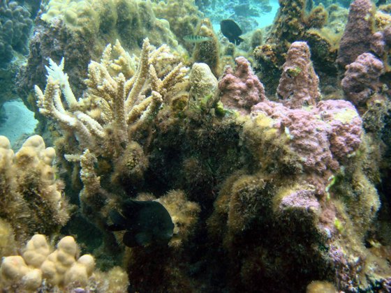 Tahiti, April 2007 — travel photo 9