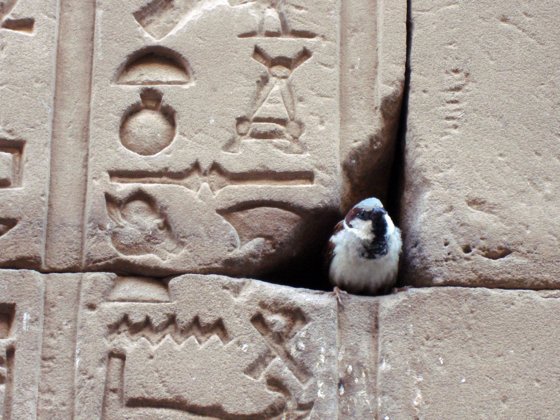 Egypt, March 2008 — travel photo 100