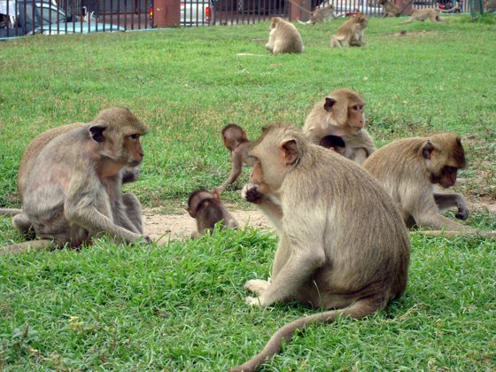 Thailand and Cambodia, October 2008 — travel photo 66