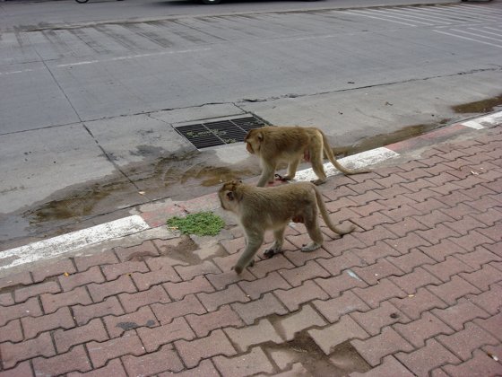 Thailand and Cambodia, October 2008 — travel photo 67