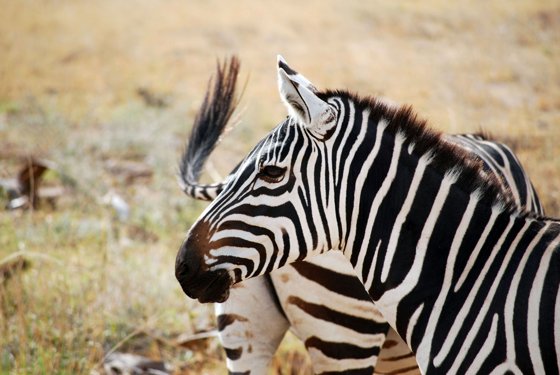 Africa and London, September 2010 — travel photo 50