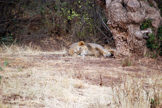 Africa and London, September 2010 — travel photo 53