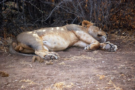 Africa and London, September 2010 — travel photo 60