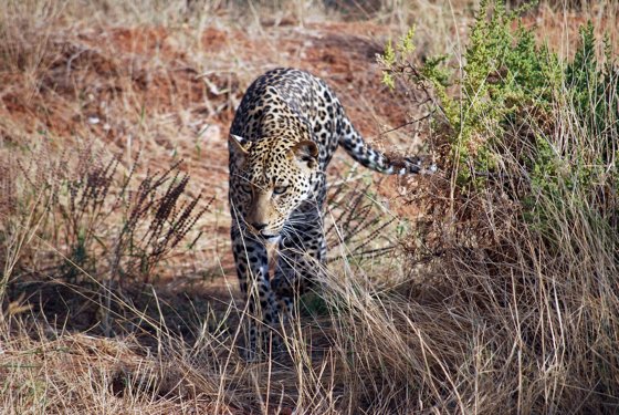 Africa and London, September 2010 — travel photo 75