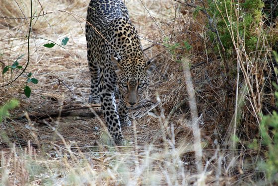 Africa and London, September 2010 — travel photo 80