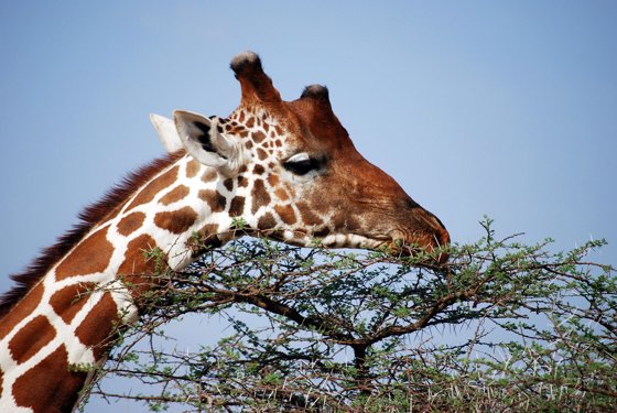 Africa and London, September 2010 — travel photo 84