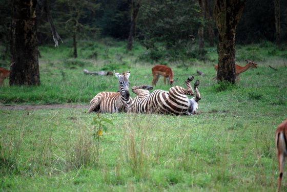 Africa and London, September 2010 — travel photo 147