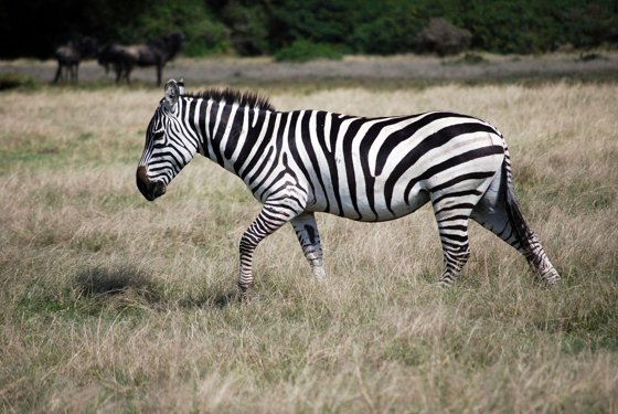 Africa and London, September 2010 — travel photo 176