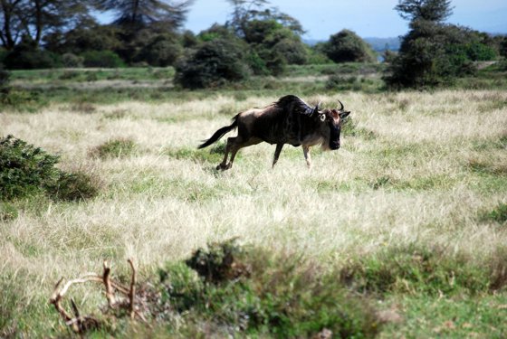 Africa and London, September 2010 — travel photo 177