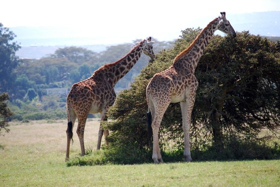Africa and London, September 2010 — travel photo 180