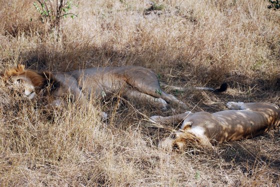 Africa and London, September 2010 — travel photo 184