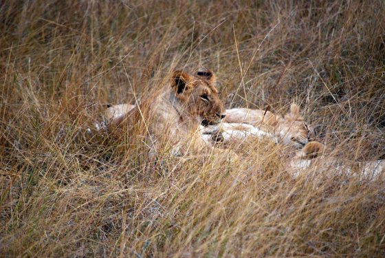 Africa and London, September 2010 — travel photo 188