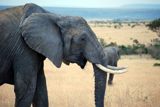 Africa and London, September 2010 — travel photo 194