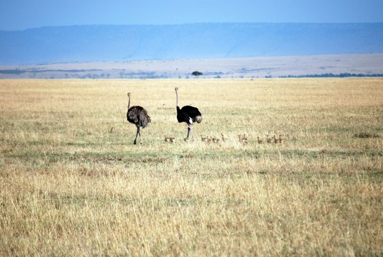 Africa and London, September 2010 — travel photo 201