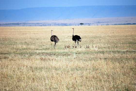 Africa and London, September 2010 — travel photo 202