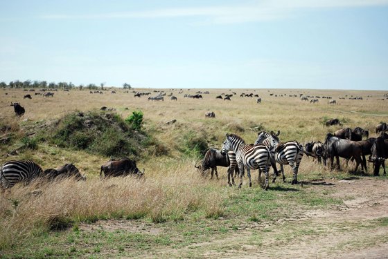 Africa and London, September 2010 — travel photo 204