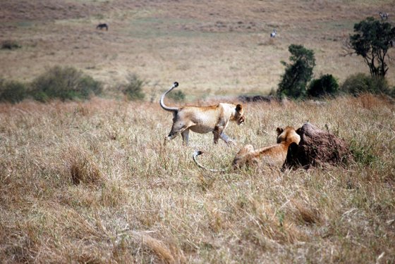 Africa and London, September 2010 — travel photo 206