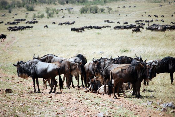 Africa and London, September 2010 — travel photo 210