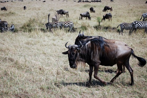 Africa and London, September 2010 — travel photo 211