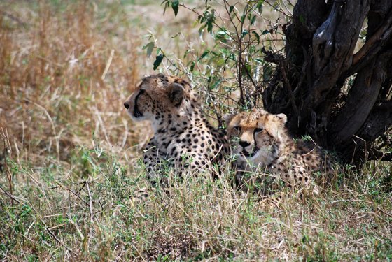 Africa and London, September 2010 — travel photo 212