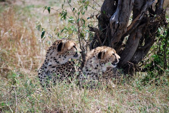 Africa and London, September 2010 — travel photo 213
