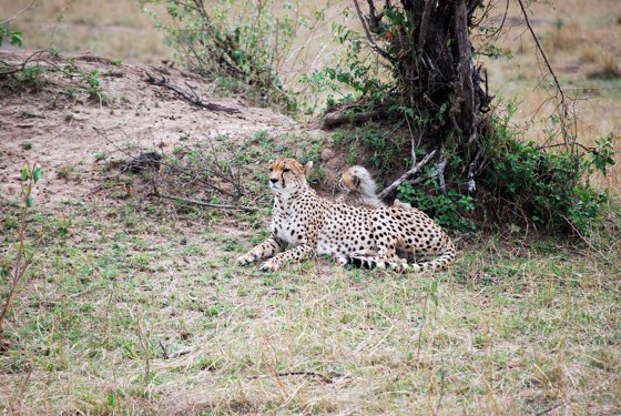 Africa and London, September 2010 — travel photo 218