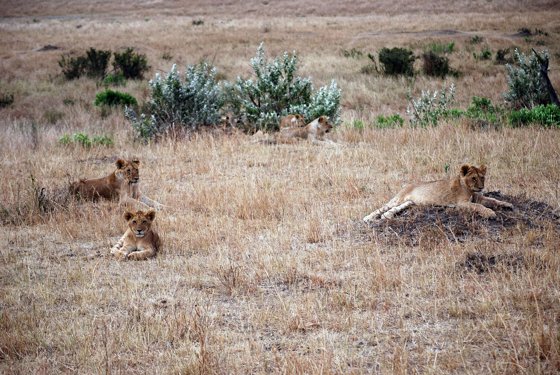 Africa and London, September 2010 — travel photo 241