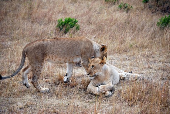Africa and London, September 2010 — travel photo 246