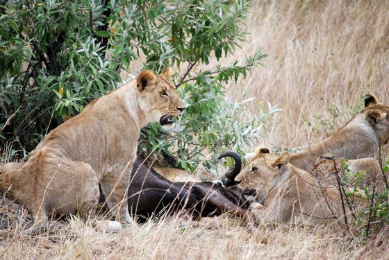 Africa and London, September 2010 — travel photo 247