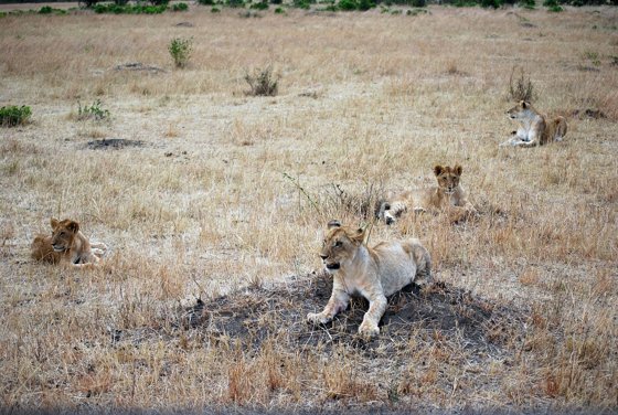 Africa and London, September 2010 — travel photo 248