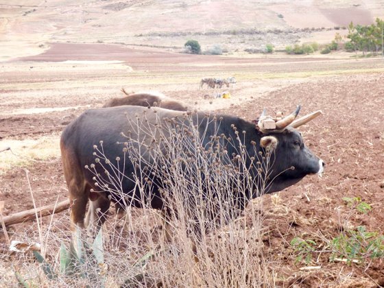 Peru, September 2014 — travel photo 16