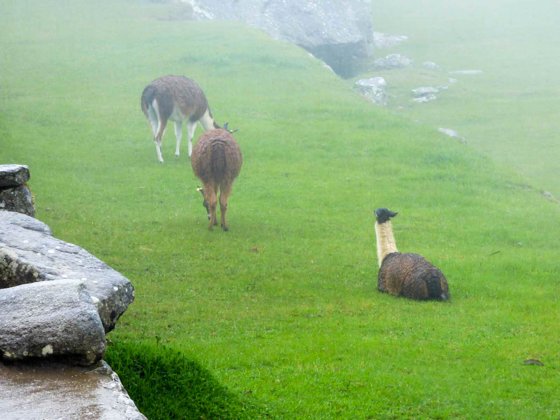 Peru, September 2014 — travel photo 44