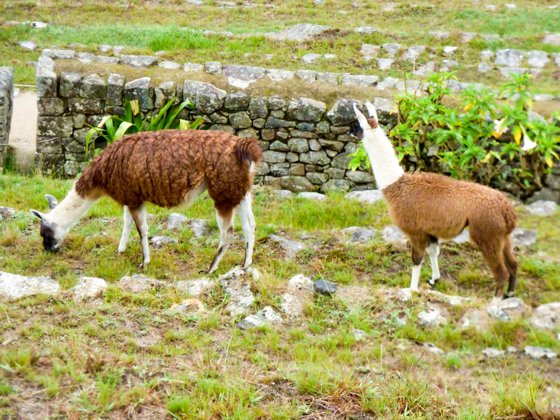 Peru, September 2014 — travel photo 82