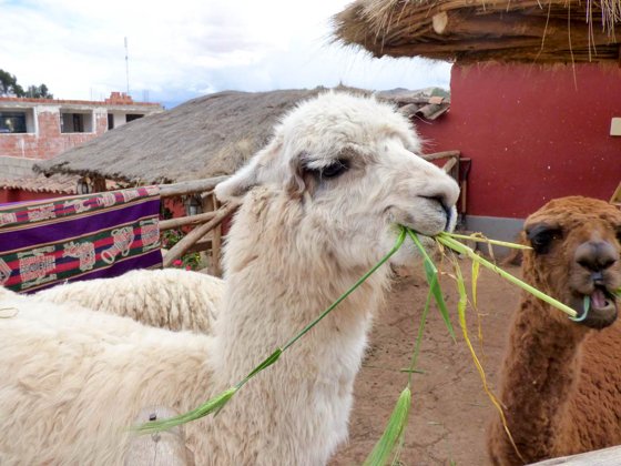 Peru, September 2014 — travel photo 130