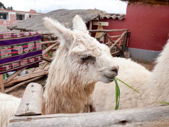 Peru, September 2014 — travel photo 131