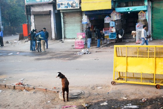 India, February 2015 — travel photo 3