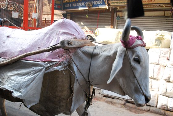 India, February 2015 — travel photo 25