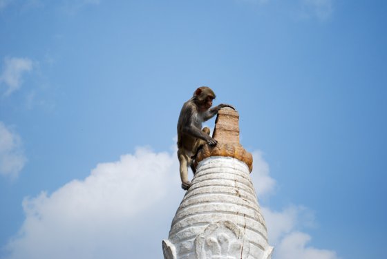 India, February 2015 — travel photo 58