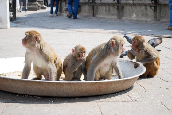 India, February 2015 — travel photo 69