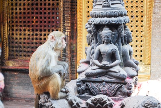 India, February 2015 — travel photo 82