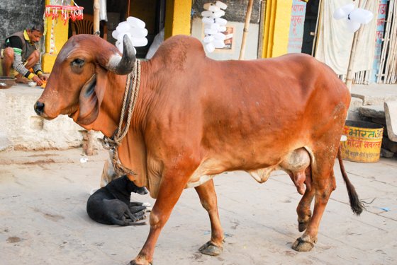 India, February 2015 — travel photo 194
