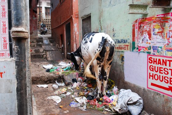 India, February 2015 — travel photo 196