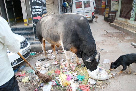 India, February 2015 — travel photo 198