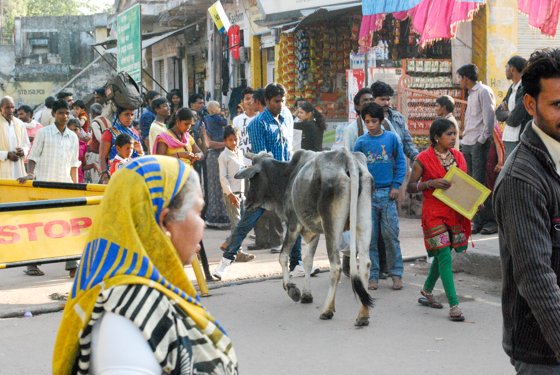 India, February 2015 — travel photo 248