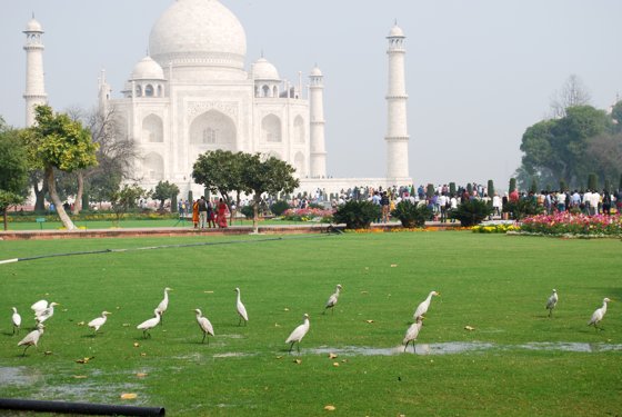 India, February 2015 — travel photo 319