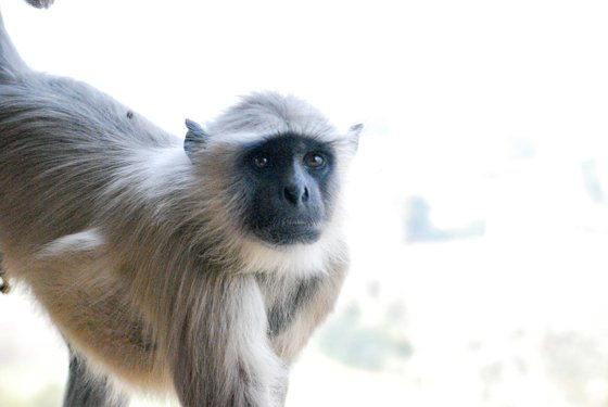 India, February 2015 — travel photo 353