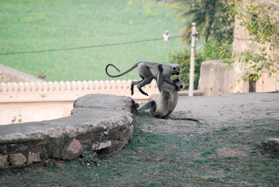 India, February 2015 — travel photo 359