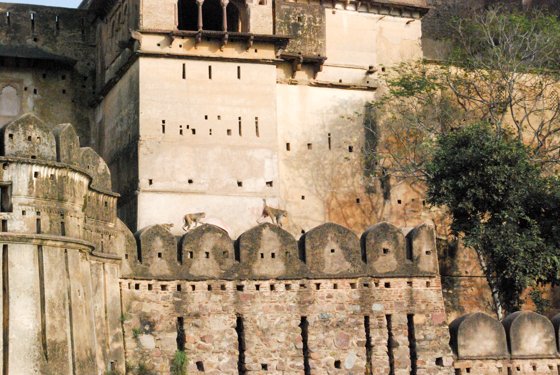 India, February 2015 — travel photo 361