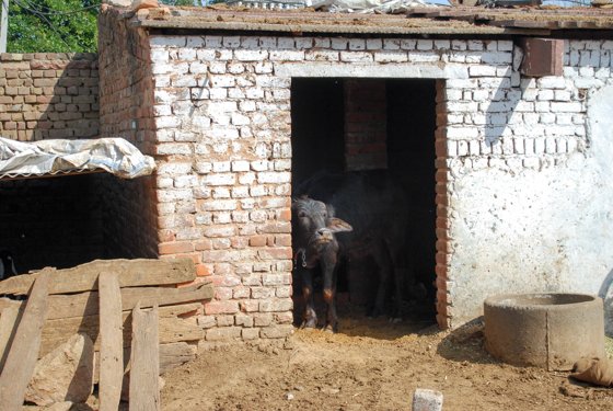 India, February 2015 — travel photo 401