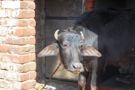 India, February 2015 — travel photo 406